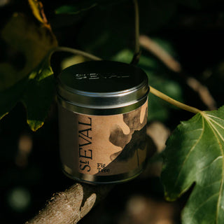 St Eval Fig Tree Candle