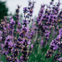 Load image into Gallery viewer, St Eval Victorian Herb Pot- Lavender Fields
