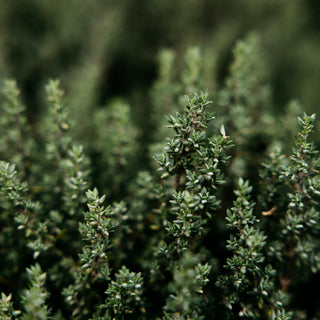 St Eval Thyme& Mint Potager Pot Candle