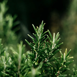St Eval Bay & Rosemary Potager Pot Candle