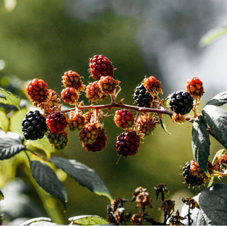 St Eval Hawthorn & Berries Candle in A Tin