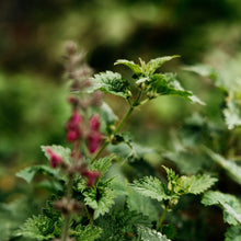 Load image into Gallery viewer, St Eval Bergamot &amp; Nettle Scented Tealights
