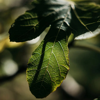 St Eval Fig Tree Candle